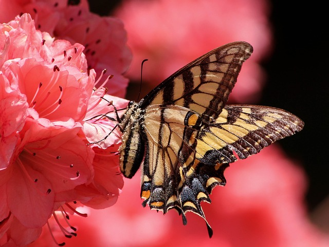 krásný motýl na květině
