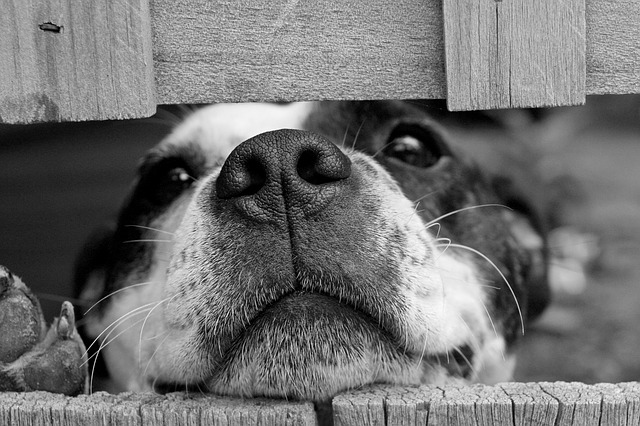 pes v plotě