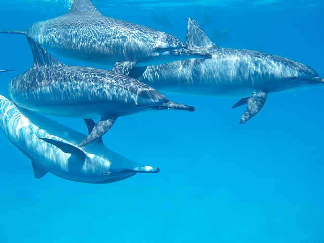 delfíni