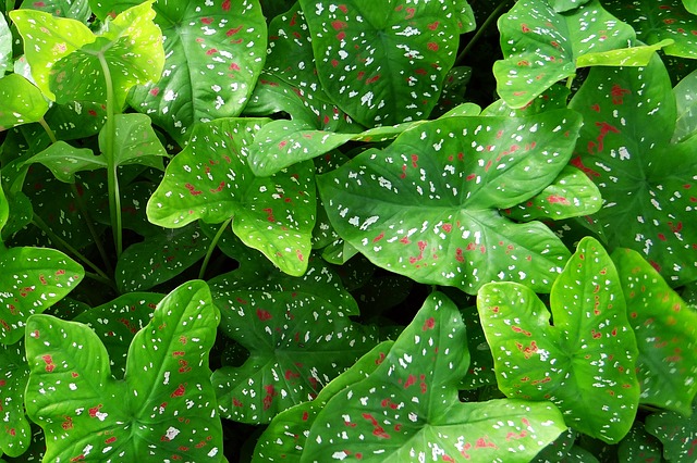 rostlina caladium